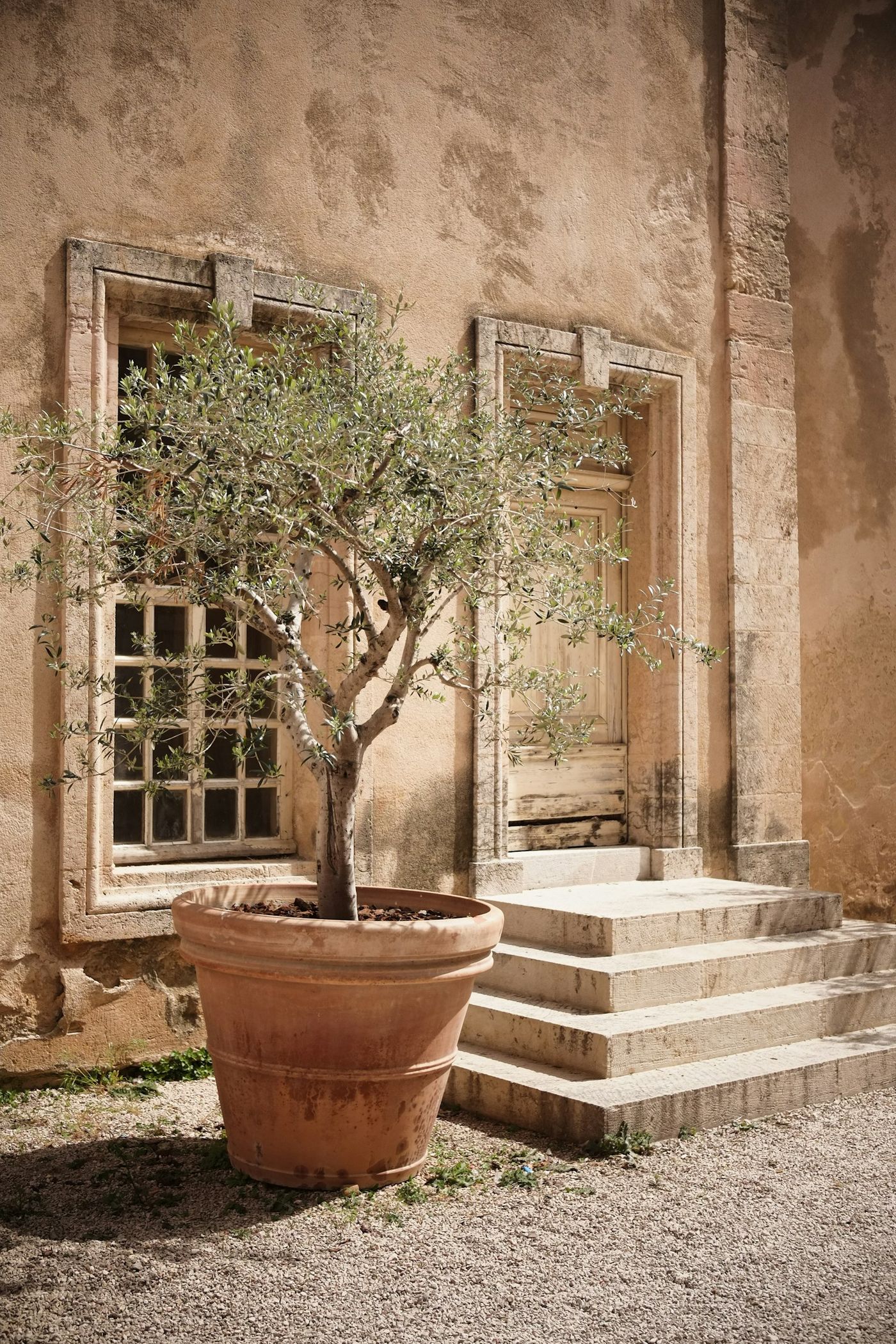 An olive tree in a sunlit courtyard