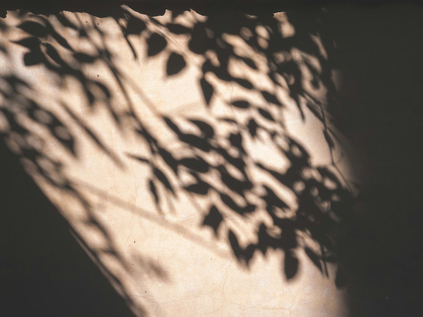 Leaf shadows on a warm wall