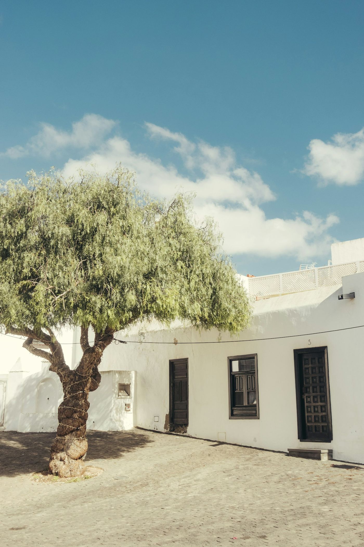 An olive tree in front of a white house