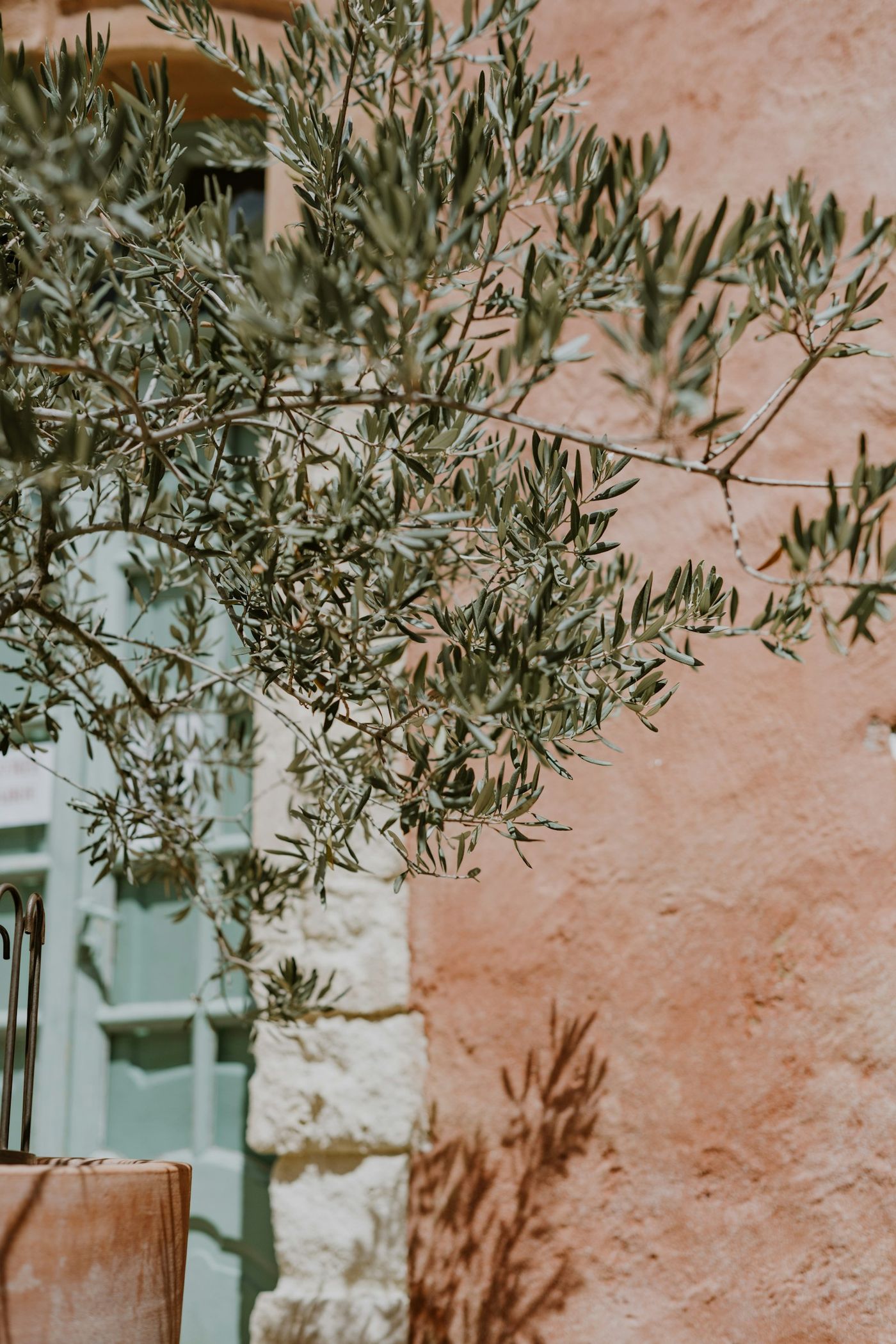 An olive branch against a warm plaster wall